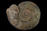 Toarcian Ammonite (Hammatoceras) Fossil - France #152751-1